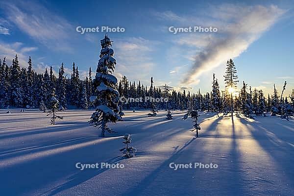 Snowy swamp landscape, Norrbotten, Lapland, Sweden, February 2020 [IBR123991020]