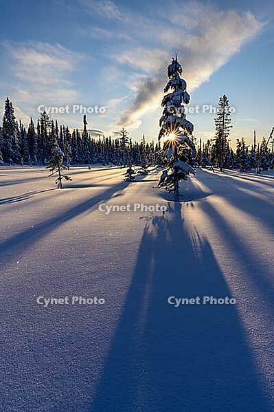 Snowy swamp landscape, Norrbotten, Lapland, Sweden, February 2020 [IBR123991021]
