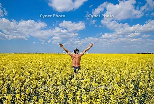 Free man in the field. The man raised his hands up. Field of flowering rape [IBR123999805]
