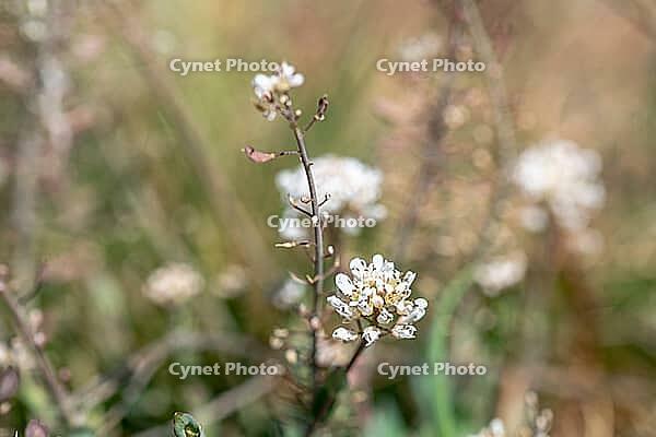 Galmei's milkweed (Noccaea caerulescens), flower, inflorescence, North Rhine-Westphalia, Germany [IBR123999809]