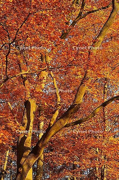 Autumn forest with English oak (Quercus robur) and copper beech (Fagus silvatica), Hülser Bruch nature reserve, Krefeld, North Rhine-Westphalia, Germany [IBR123999855]