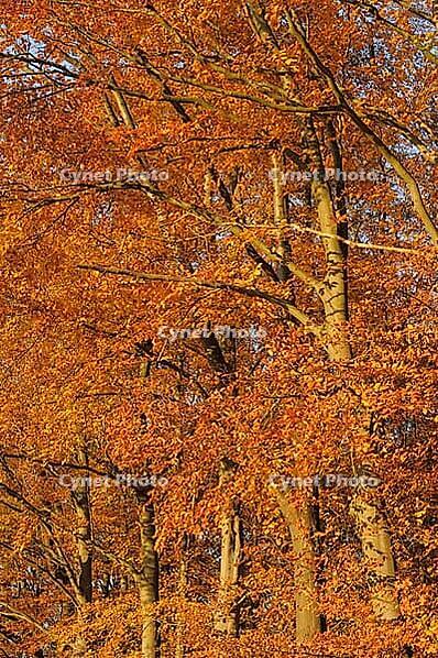 Autumn forest with English oak (Quercus robur) and copper beech (Fagus silvatica), Hülser Bruch nature reserve, Krefeld, North Rhine-Westphalia, Germany [IBR123999856]