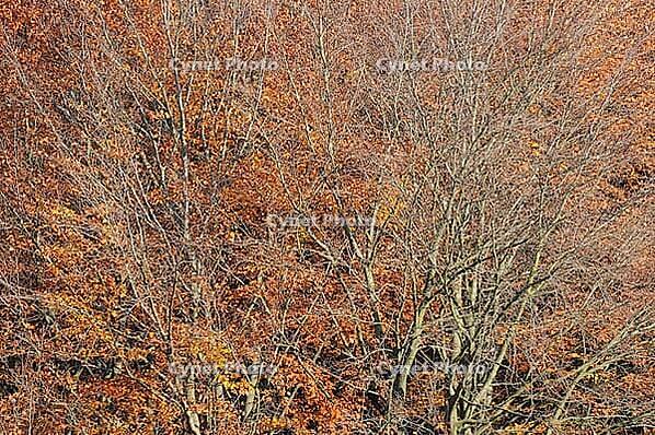 Autumn forest with copper beech (Fagus silvatica), Hülser Bruch nature reserve, Krefeld, North Rhine-Westphalia, Germany [IBR123999857]