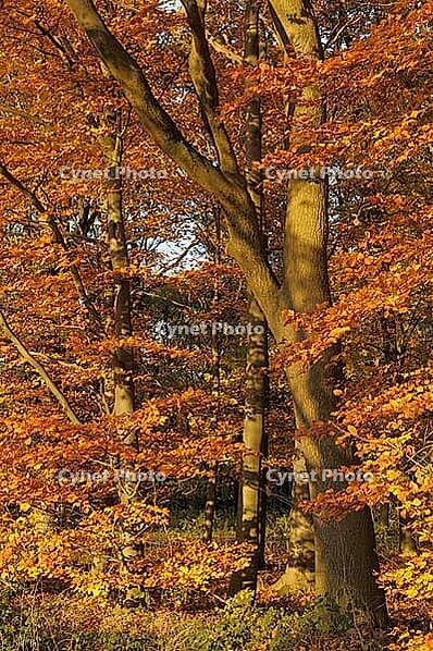 Autumn forest with English oak (Quercus robur) and copper beech (Fagus silvatica), Hülser Bruch nature reserve, Krefeld, North Rhine-Westphalia, Germany [IBR123999858]