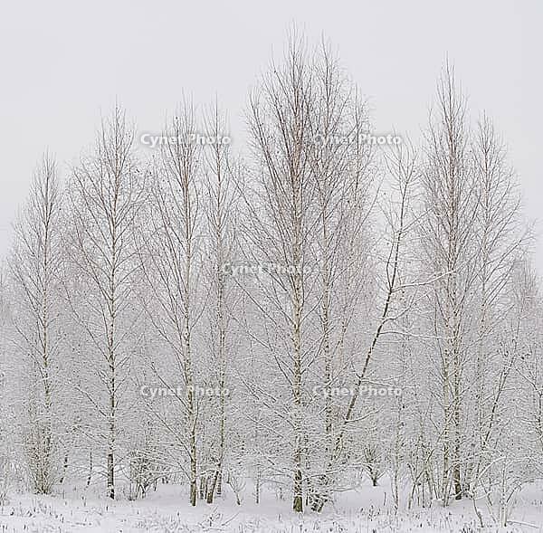 Bog birch (Betula pubescens), winter landscape on the Rhine, Meerbusch-Nierst, North Rhine-Westphalia, Germany [IBR123999860]