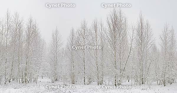 Bog birch (Betula pubescens), winter landscape on the Rhine, Meerbusch-Nierst, North Rhine-Westphalia, Germany [IBR123999861]