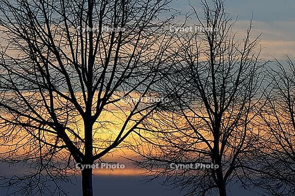 Trees in front of the evening sky, Meerbusch-Nierst, North Rhine-Westphalia, Germany [IBR123999863]