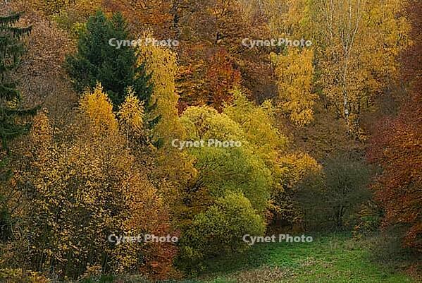 Herbstwald, Waldgut Schirmau, Oberdürenbach, Rhineland-Palatinate, Germany [IBR123999865]