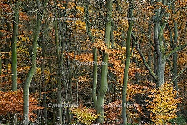 Autumn forest with copper beech (Fágus silvática), Waldgut Schirmau, Oberdürenbach, Rhineland-Palatinate, Germany [IBR123999866]