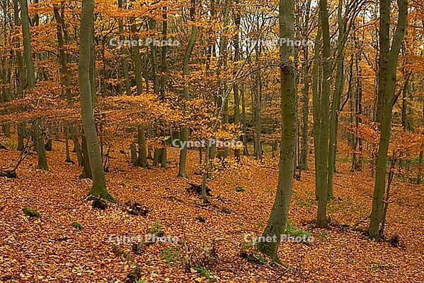 Autumn forest with copper beech (Fágus silvática), Waldgut Schirmau, Oberdürenbach, Rhineland-Palatinate, Germany [IBR123999867]