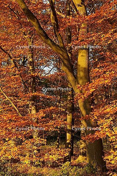 Autumn forest with English oak (Quercus robur) and copper beech (Fagus silvatica), Hülser Bruch nature reserve, Krefeld, North Rhine-Westphalia, Germany [IBR123999869]