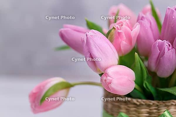 Bouquet of pink tulips in a wicker basket on light gray background [IBR123999874]