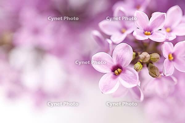 Spring Lilac flowers blur background decorative border copy space [IBR123999876]