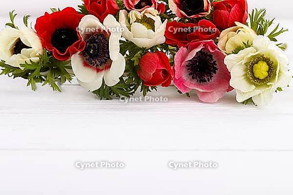 White and red anemone flowers on white wooden background, copy space [IBR123999879]