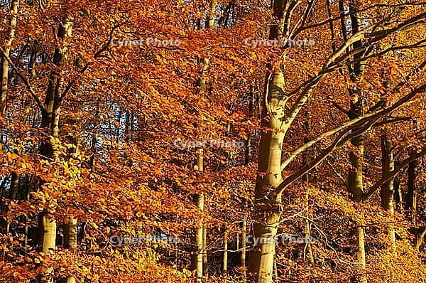 Autumn forest with copper beech (Fagus silvatica), Hülser Bruch nature reserve, Krefeld, North Rhine-Westphalia, Germany [IBR123999899]