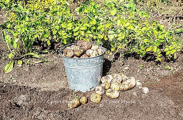 Harvesting organic potatoes at the vegetable garden in sunny day. Potato harvested on the plantation [IBR124036444]