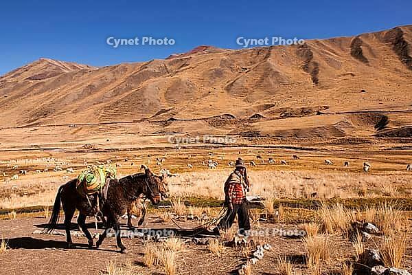 Horse trekking at Chillca Tambo, Ausangate Trek, Cordillera Vilcanota, Peru [IBR124036454]