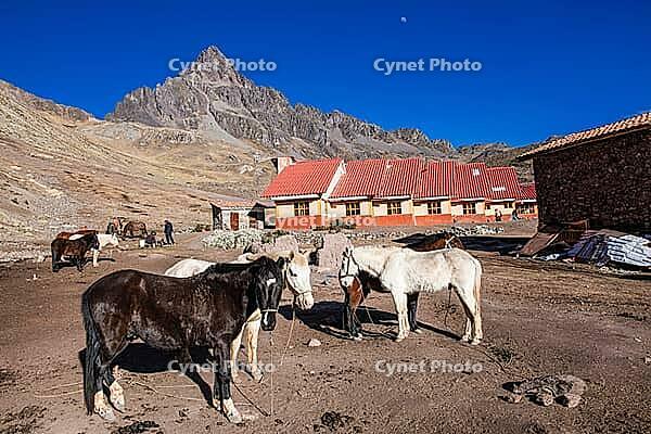 Pack horses at Anantapata Tambo on the Ausangate Trek, Cordillera Vilcanota, Peru [IBR124036458]
