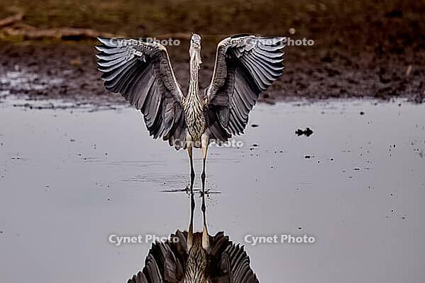 Flying Grey Heron, De Wittsee, Lower Rhine, North Rhine-Westphalia, Germany [IBR124036465]