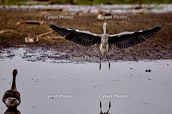 Flying Grey Heron, De Wittsee, Lower Rhine, North Rhine-Westphalia, Germany [IBR124036466]
