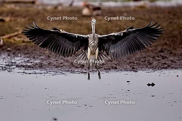 Flying Grey Heron, De Wittsee, Lower Rhine, North Rhine-Westphalia, Germany [IBR124036467]