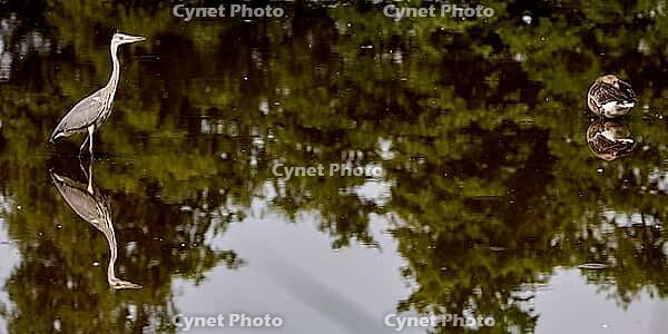 Grey heron with reflection, De Wittsee, Lower Rhine, North Rhine-Westphalia, Germany [IBR124036468]