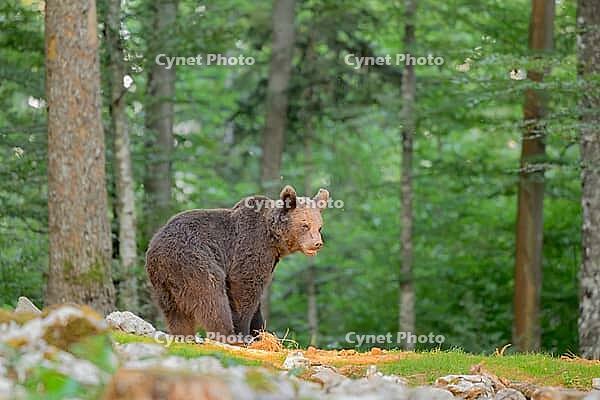 Bear standing in a lush green forest looking ahead, Ursus arctos, Slovenia [IBR124036471]