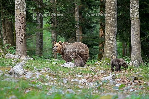 Two bears explore a tranquil forest setting, dense with trees and natural growth, Ursus arctos, Slovenia [IBR124036472]