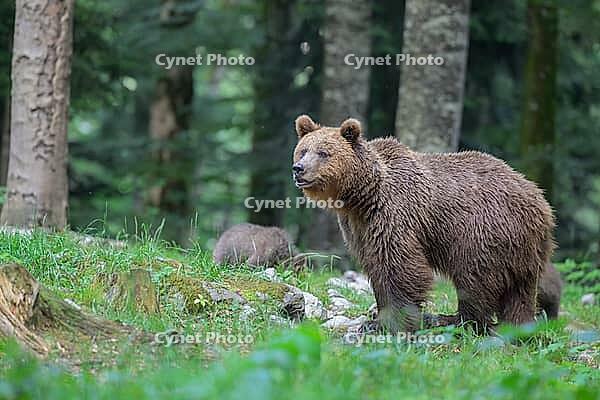 Bear with cubs in a forest amidst trees and grass, Ursus arctos, Slovenia [IBR124036473]