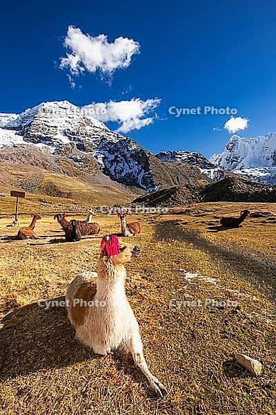 Llamas with ear jewellery at Machuracay Tambo, Pitumarca, in front of the summit of Ausangate (Spanish) or Awsangati (Quechua) 6384 m, Ausangate Trek, Cordillera Vilcanota, Peru [IBR124036476]