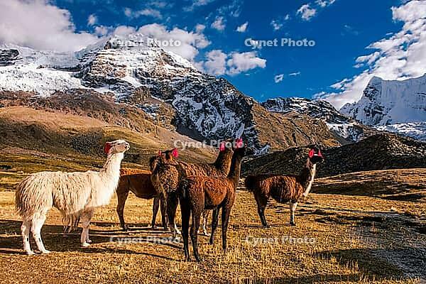 Llamas with ear jewellery at Machuracay Tambo, Pitumarca, in front of the summit of Ausangate (Spanish) or Awsangati (Quechua) 6384 m, Ausangate Trek, Cordillera Vilcanota, Peru [IBR124036477]
