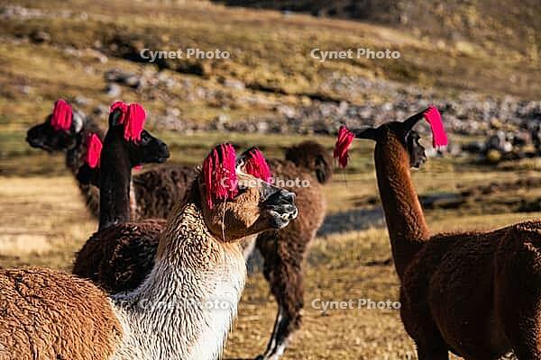 Llamas with earrings at Machuracay Tambo, Pitumarca, Ausangate Trek, Cordillera Vilcanota, Peru [IBR124036479]