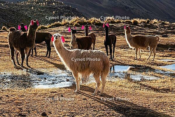 Llamas with earrings at Machuracay Tambo, Pitumarca, Ausangate Trek, Cordillera Vilcanota, Peru [IBR124036480]