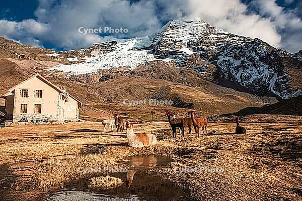 Llamas with ear jewellery at Machuracay Tambo, Pitumarca, in front of the summit of Ausangate (Spanish) or Awsangati (Quechua) 6384 m, Ausangate Trek, Cordillera Vilcanota, Peru [IBR124036481]