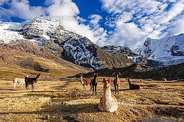 Llamas with ear jewellery at Machuracay Tambo, Pitumarca, in front of the summit of Ausangate (Spanish) or Awsangati (Quechua) 6384 m, Ausangate Trek, Cordillera Vilcanota, Peru [IBR124036483]