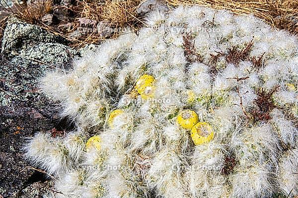 Blooming opuntia, cactus flowers, Chillca, Ausangate Trek, Cordillera Vilcanota, Peru [IBR124036496]