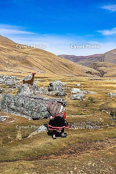 Llamas and indigenous woman at Chillca Tambo, Ausangate Trek, Cordillera Vilcanota, Peru [IBR124036497]
