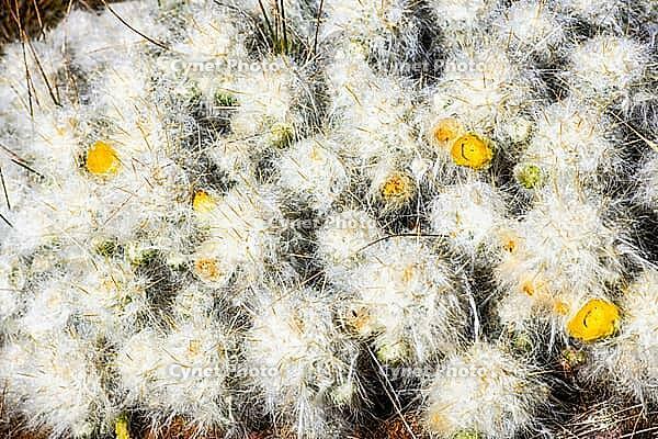 Blooming opuntia, cactus flowers, Chillca, Ausangate Trek, Cordillera Vilcanota, Peru [IBR124036499]