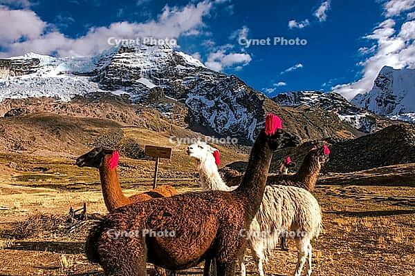 Llamas with ear jewellery at Machuracay Tambo, Pitumarca, in front of the summit of Ausangate (Spanish) or Awsangati (Quechua) 6384 m, Ausangate Trek, Cordillera Vilcanota, Peru [IBR124036500]