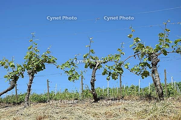Vineyard [IBR124072675]