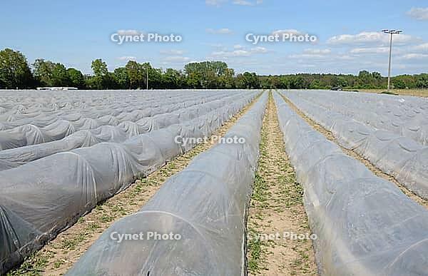 Asparagus [IBR124072705]