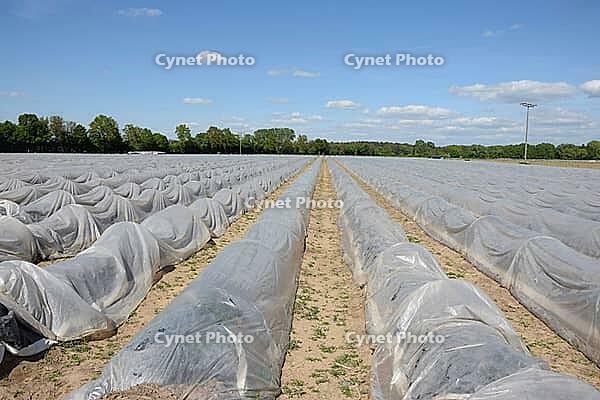 Asparagus [IBR124072706]