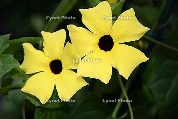 Black-eyed Susanne [IBR124072708]