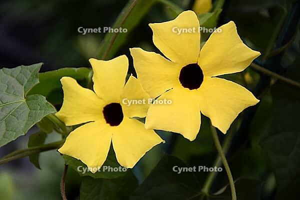 Black-eyed Susanne [IBR124072709]