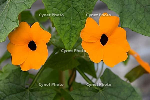 Black-eyed Susanne [IBR124072710]