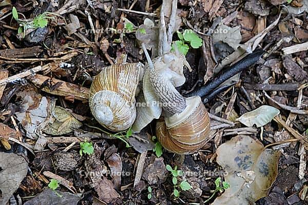 Grape snail mating [IBR124072711]