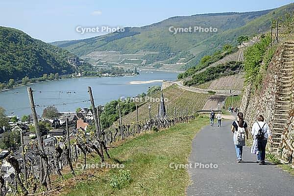 Hiking trail near Assmannshausen [IBR124072727]