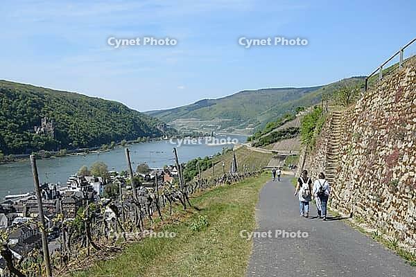 Hiking trail near Assmannshausen [IBR124072728]