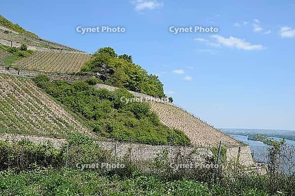 Vineyard near Rüdesheim [IBR124072730]