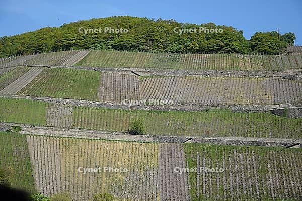 Vineyard near Assmannshausen [IBR124072733]